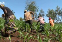 Administração do Chitato apoia camponeses